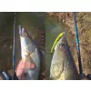 Delphin Zandit 2,70m 25gr 2 részes Pergető Bot