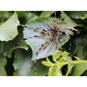 Rapture Fiz Jig C05 2,5gr #04 Speciális Műcsali 2db