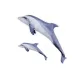 EnergoTeam The Bottlenose Dolphin Grey 55cm Halas Párna