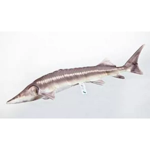 EnergoTeam The Sterlet Sturgeon New 60cm Halas Párna