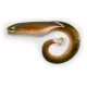 Black Cat Mega Curl Tail Eel 22cm 29gr Plasztik Csali