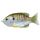 Livetarget Sunfish Walking Bait Natural/Olive Bluegill 7,5cm 12gr Naphal Műcsali