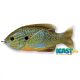 Livetarget Sunfish Walking Bait Natural/Blue Pumpkinseed 7,5cm 12gr Naphal Műcsali