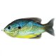 Livetarget Sunfish Walking Bait Blue/Yellow Pumpkinseed 7,5cm 12gr Naphal Műcsali