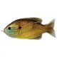 Livetarget Sunfish Walking Bait Copper Pumpkinseed 7,5cm 12gr Naphal Műcsali