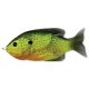 Livetarget Sunfish Walking Bait Florescent Pumpkinseed 90Mm 18G
