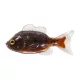 Livetarget Sunfish Unrigged Brown-Black 8,5cm Gumi Naphal 4db