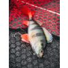 Fox Rage Ultra Realistic Perch Replicant Sügér Plasztik Csali 14cm 52gr