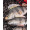 Fox Rage Ultra Realistic Perch Replicant Sügér Plasztik Csali 14cm 52gr