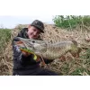 Fox Rage Bulk Loaded Zander Pro Shads UV Firetiger 10cm 4/0 10gr Plasztik Csali
