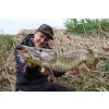 Fox Rage Bulk Loaded Zander Pro Shads UV Perch 12cm 4/0 50gr Plasztik Csali